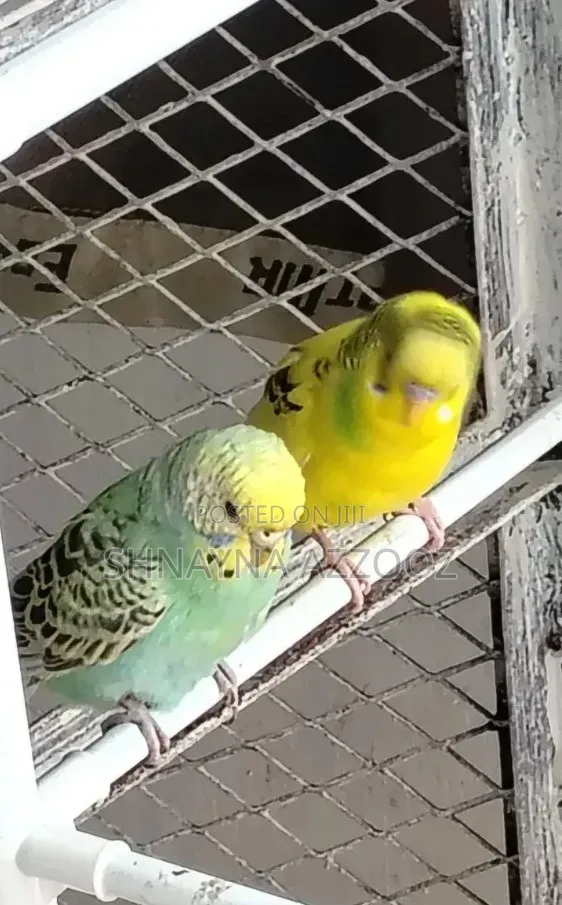 Fertile and Friendly Budgies for Sale