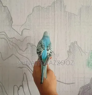 Fertile and Friendly Budgies for Sale