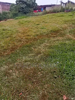Pemba Grass