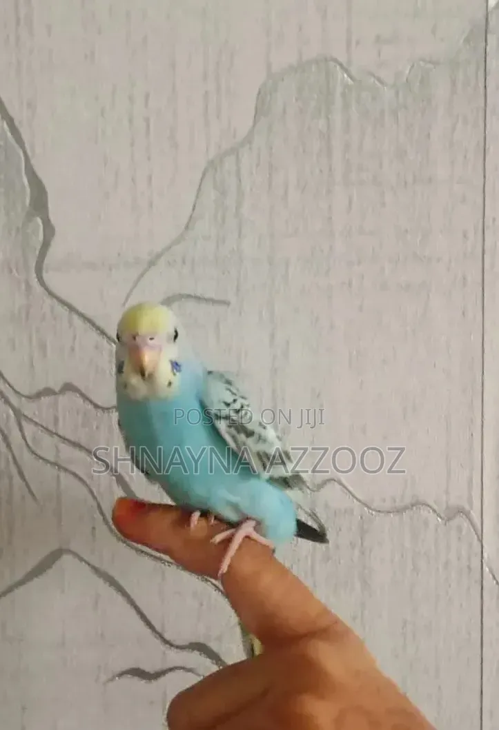 Fertile and Friendly Budgies for Sale