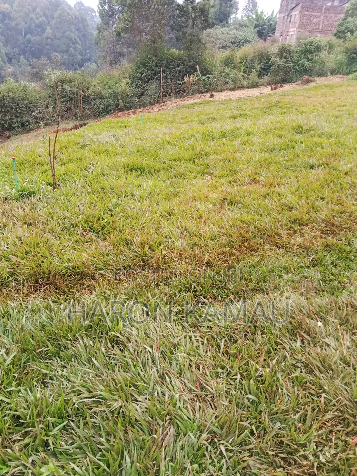 Pemba Grass