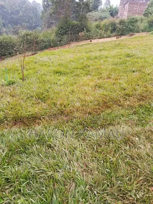 Pemba Grass