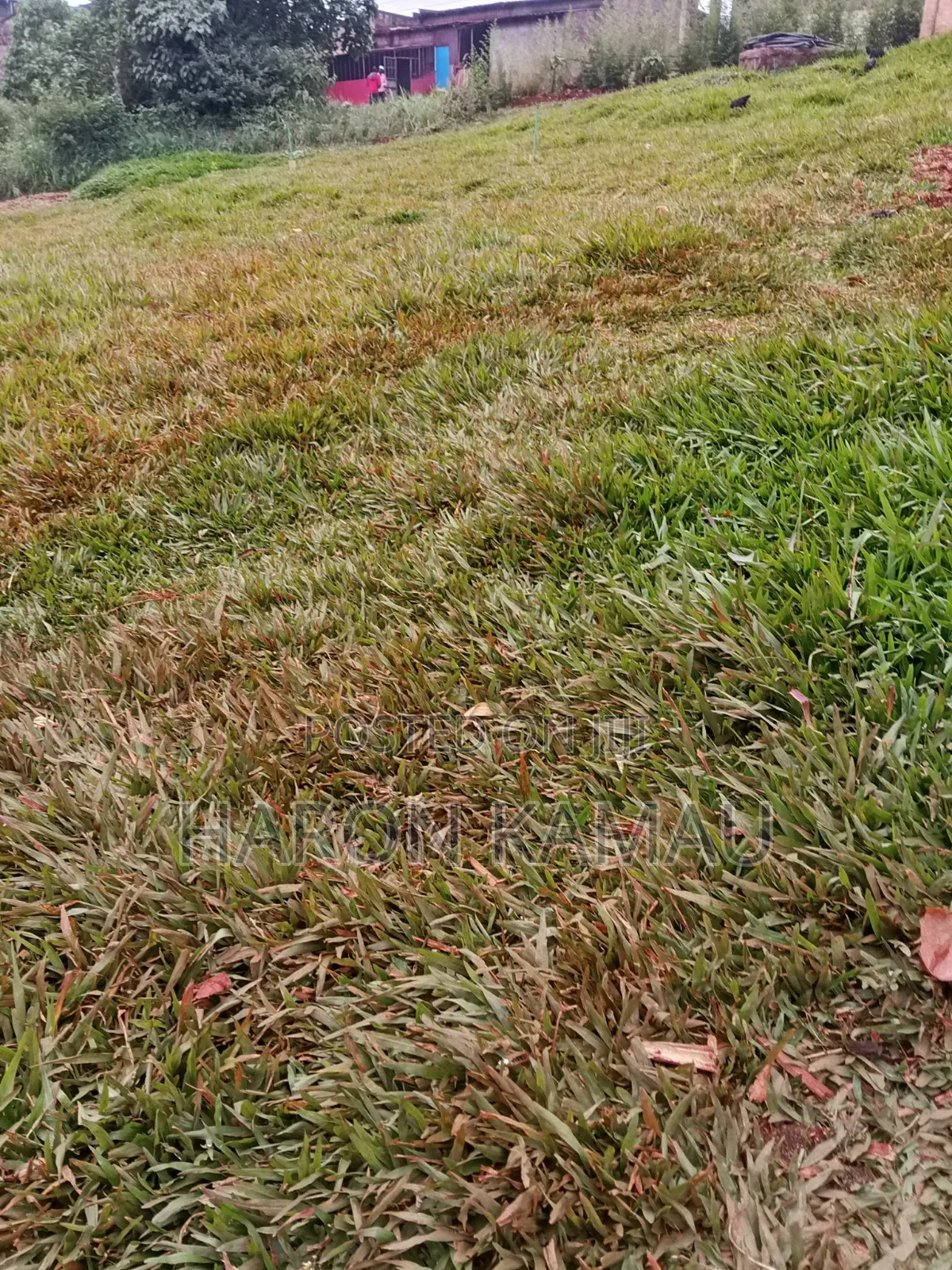 Pemba Grass