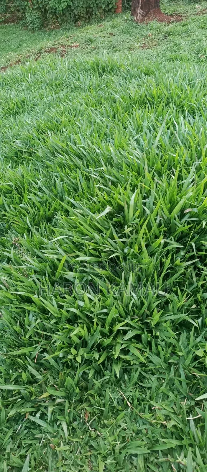 Pemba Grass