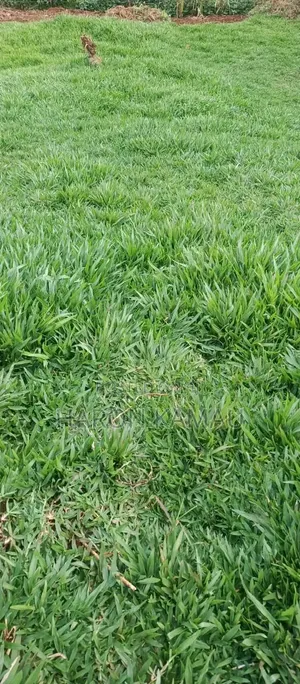 Pemba Grass