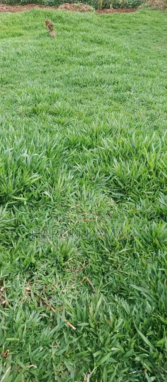 Pemba Grass - thumbnail 5