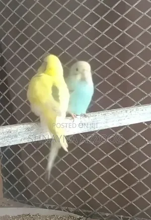 Fertile and Friendly Budgies for Sale