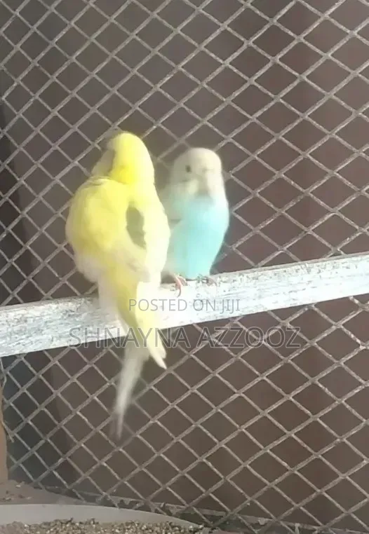 Fertile and Friendly Budgies for Sale