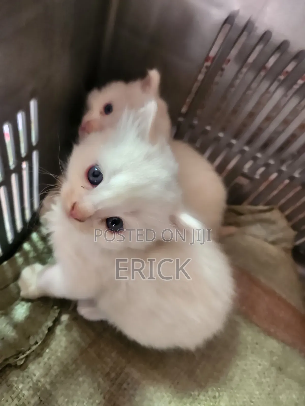 1-3 months Male Purebred Persian