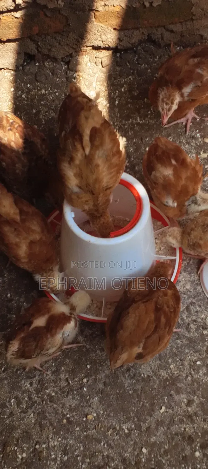 Sasso Improved Kienyeji