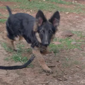 1-3 months Male Purebred German Shepherd