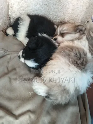 1-3 months Male Purebred Japanese Spitz