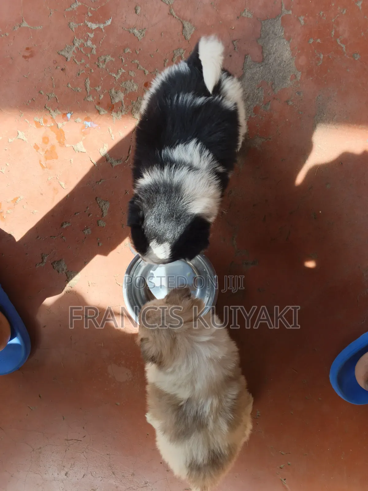 1-3 months Male Purebred Japanese Spitz