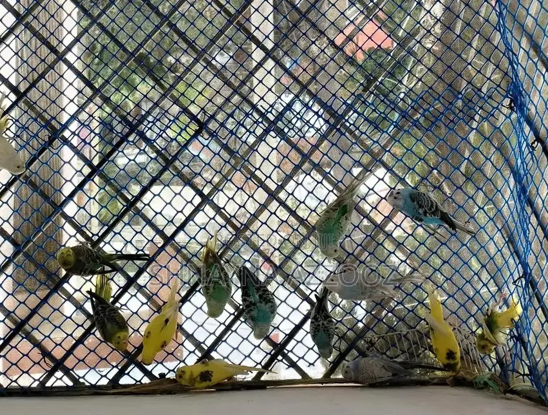 Fertile and Friendly Budgies for Sale