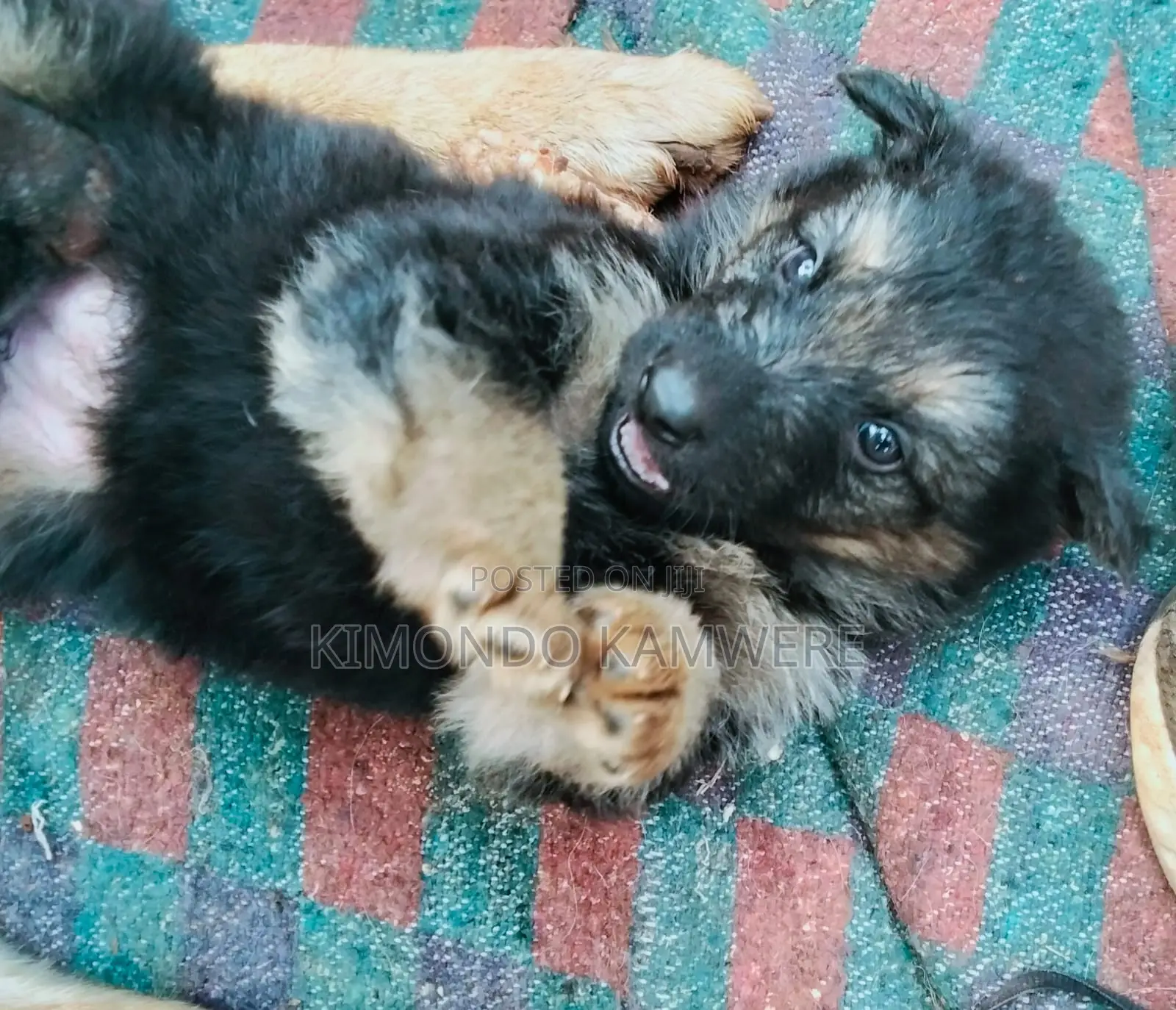 1-3 months Female Purebred German Shepherd