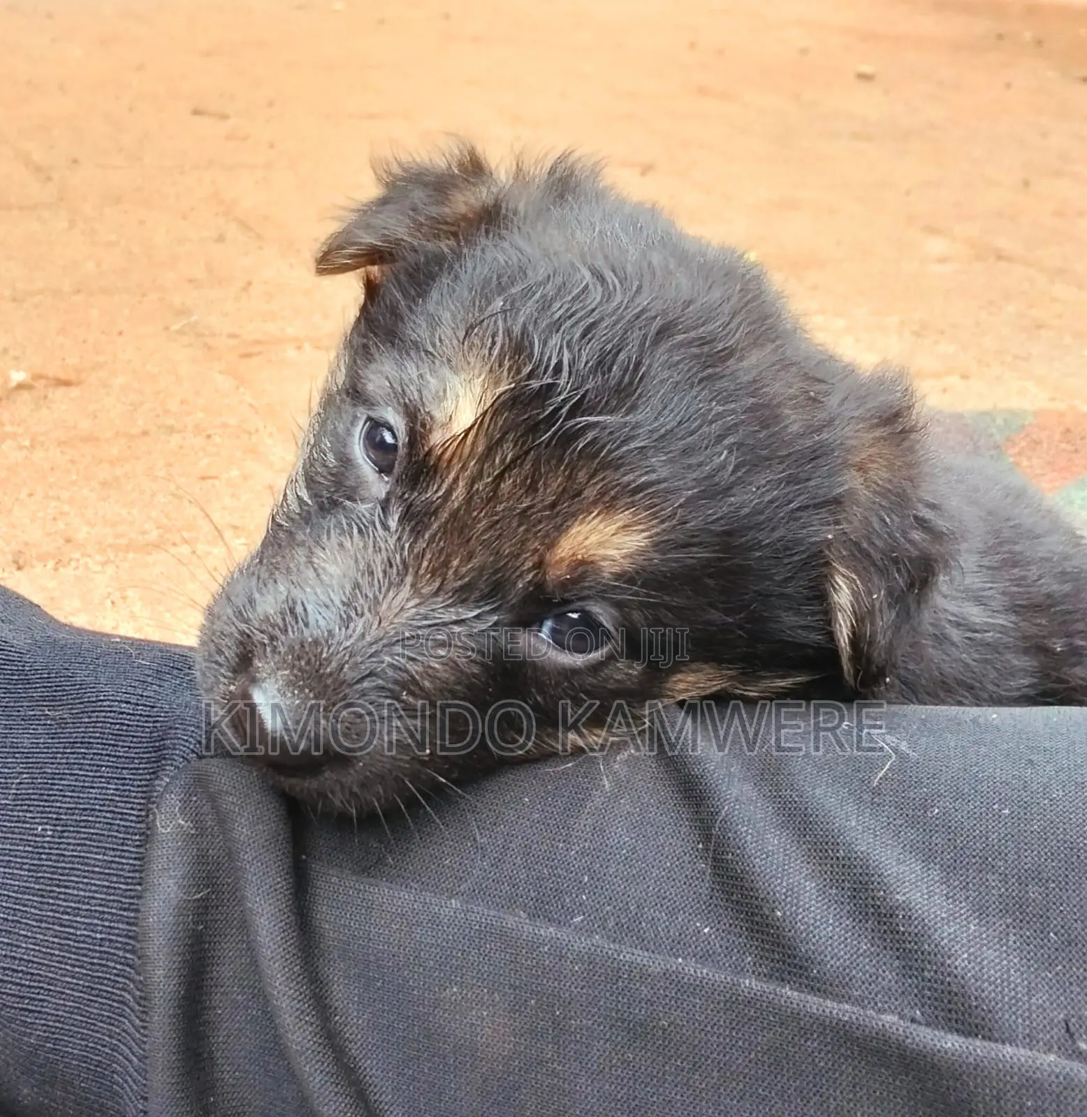 1-3 months Female Purebred German Shepherd