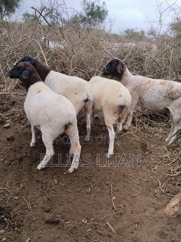 Dorper Sheep for Sale