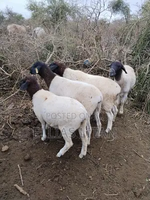 Dorper Sheep for Sale