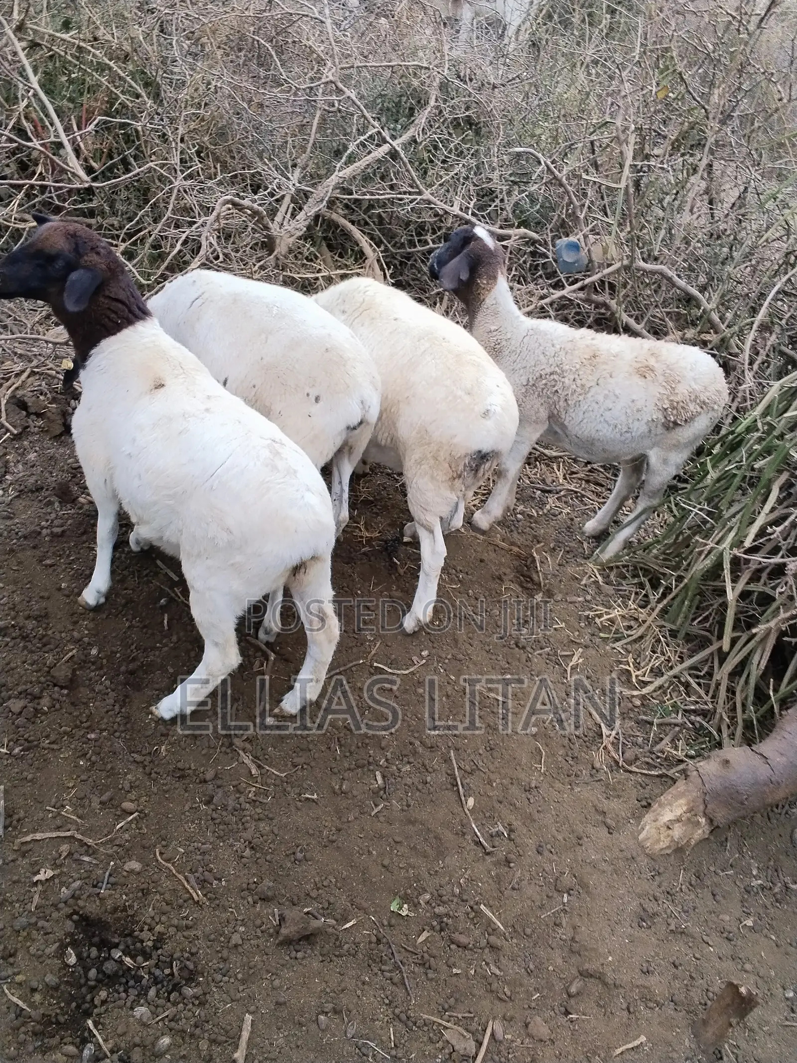 Dorper Sheep for Sale