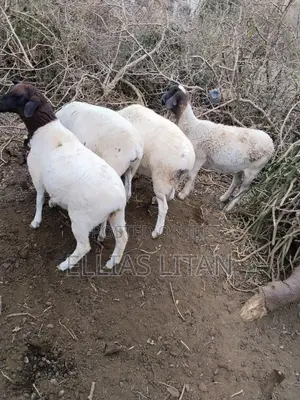 Dorper Sheep for Sale
