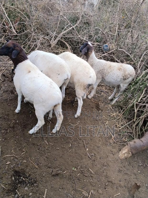 Dorper Sheep for Sale - thumbnail 3