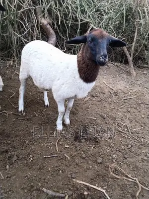 Dorper Sheep for Sale