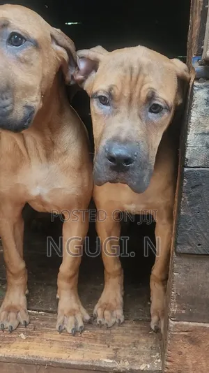 3-6 months Female Purebred Boerboel
