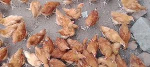 Agribusiness Consultancy