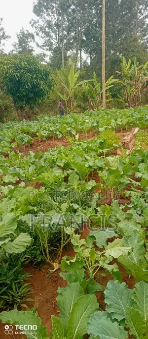 Agribusiness Consultancy