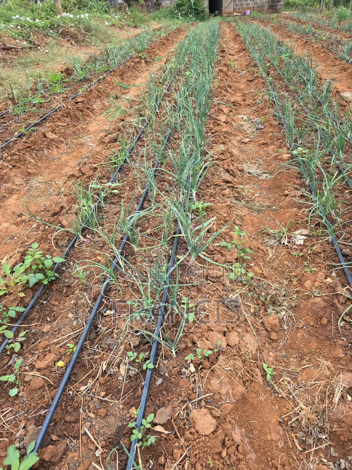 Agribusiness Consultancy
