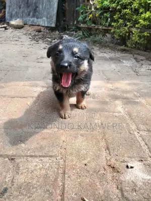 1-3 months Female Purebred German Shepherd