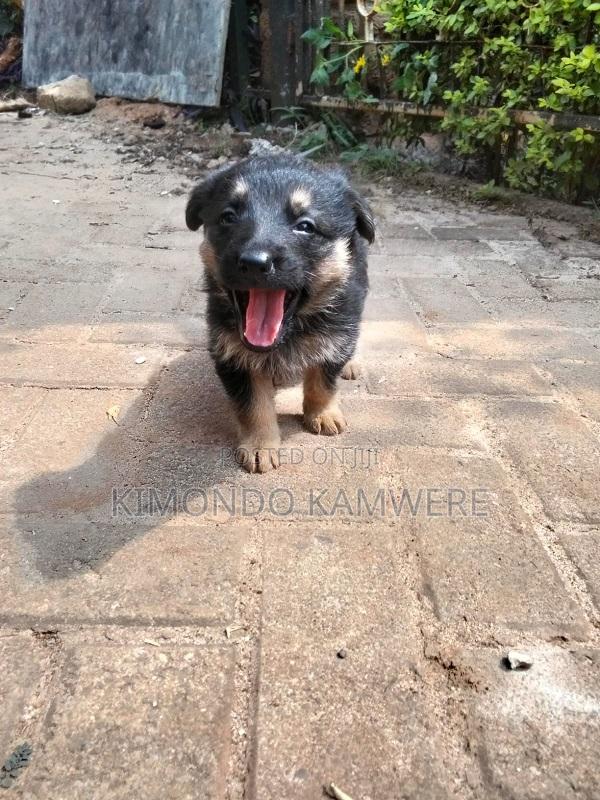 1-3 months Female Purebred German Shepherd - thumbnail 3