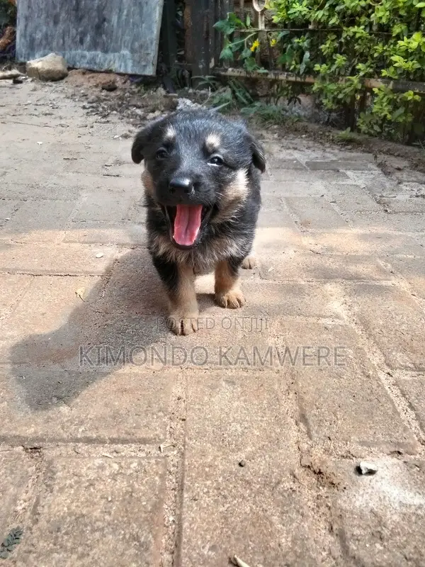 1-3 months Female Purebred German Shepherd