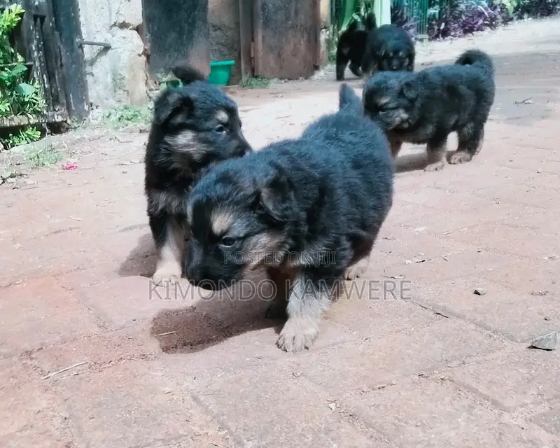 1-3 months Female Purebred German Shepherd