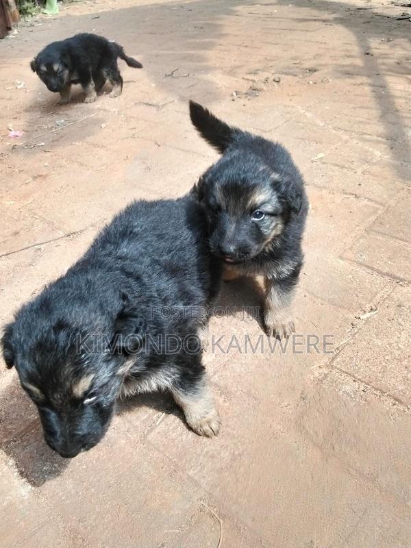 1-3 months Female Purebred German Shepherd - thumbnail 5