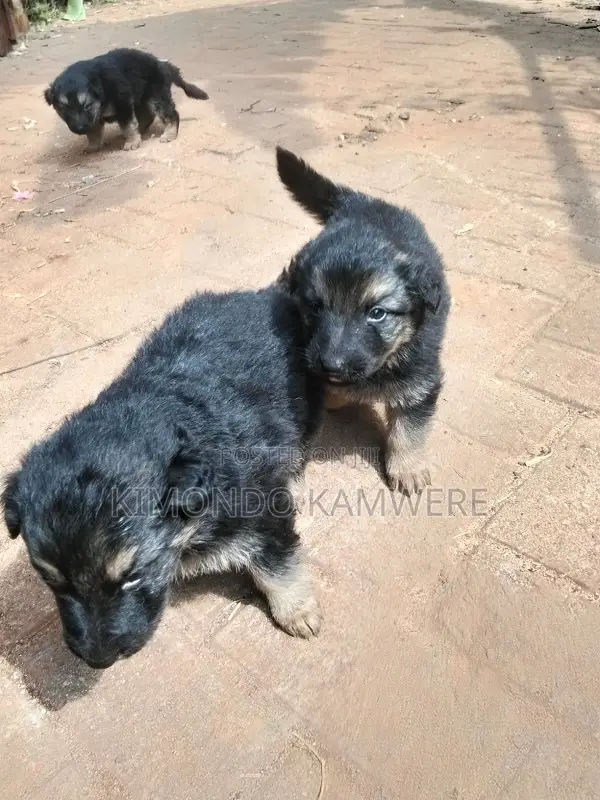 1-3 months Female Purebred German Shepherd