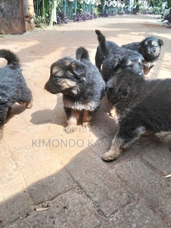 1-3 months Female Purebred German Shepherd - thumbnail 6