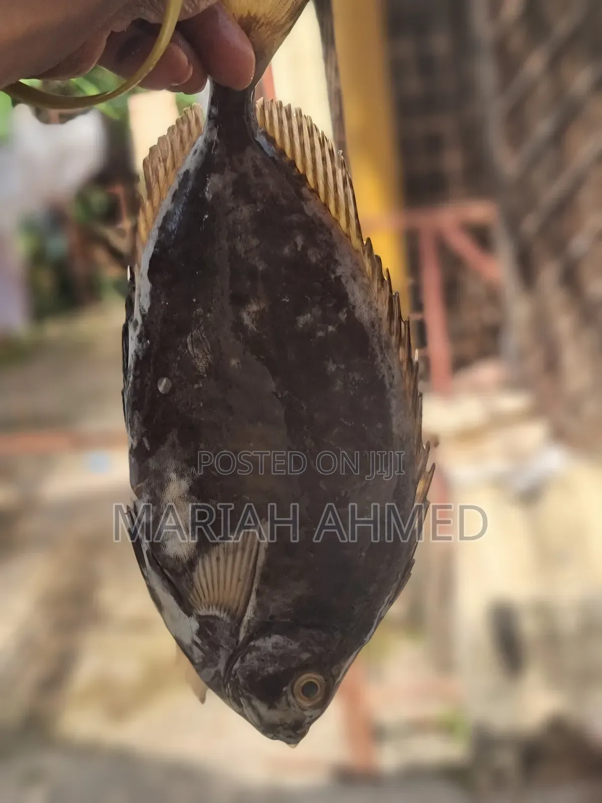 Fresh Seafood