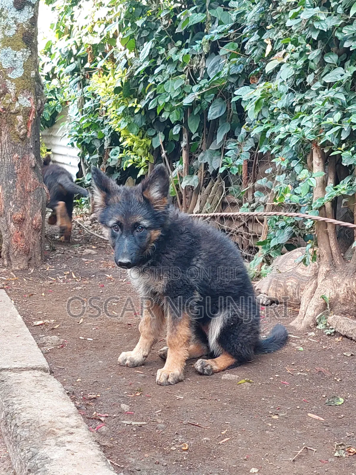 3-6 months Female Purebred German Shepherd