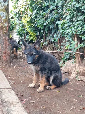 3-6 months Female Purebred German Shepherd