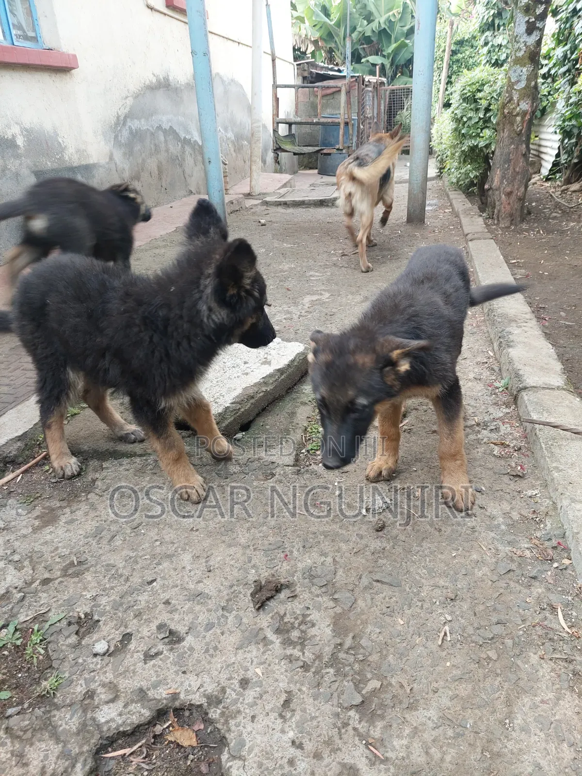 3-6 months Female Purebred German Shepherd