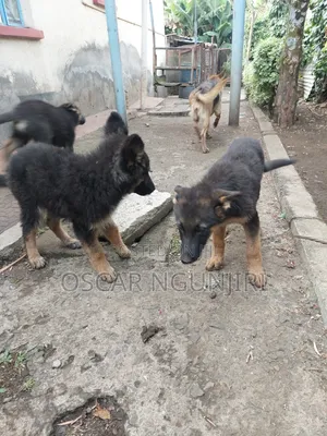 3-6 months Female Purebred German Shepherd