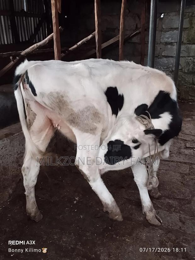 Bulling Heifer - main view