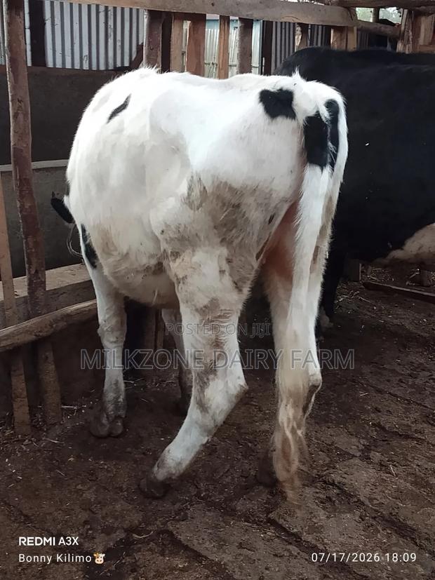 Bulling Heifer - thumbnail 3
