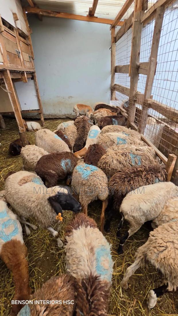 Marino Sheeps - main view