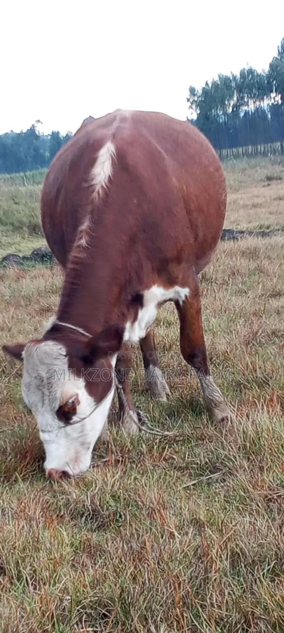 Heifer Asha - thumbnail 2