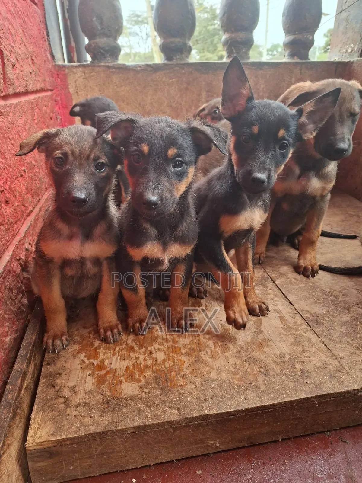 1-3 months Male Purebred Belgian Malinois