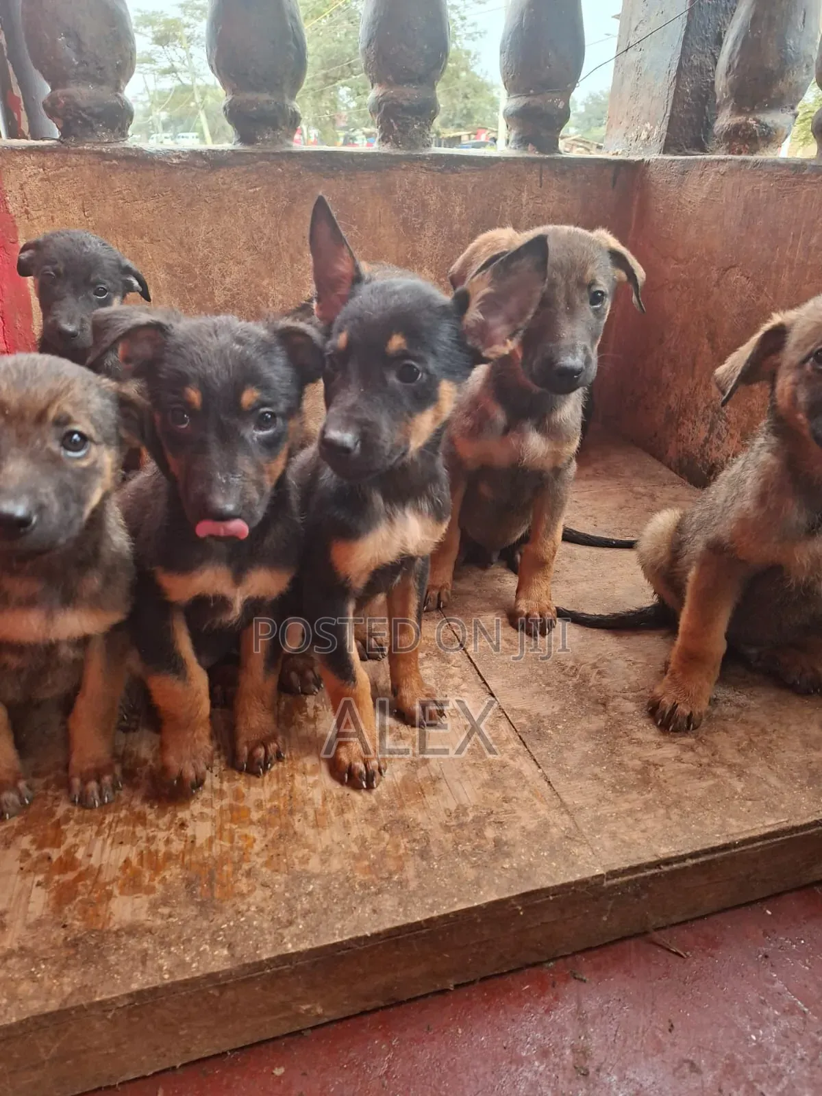 1-3 months Female Purebred Belgian Malinois