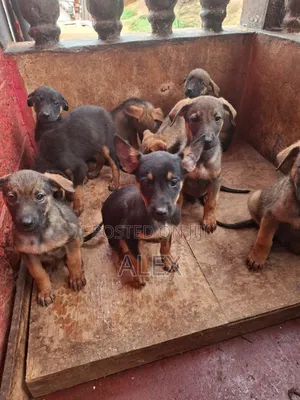 1-3 months Female Purebred Belgian Malinois