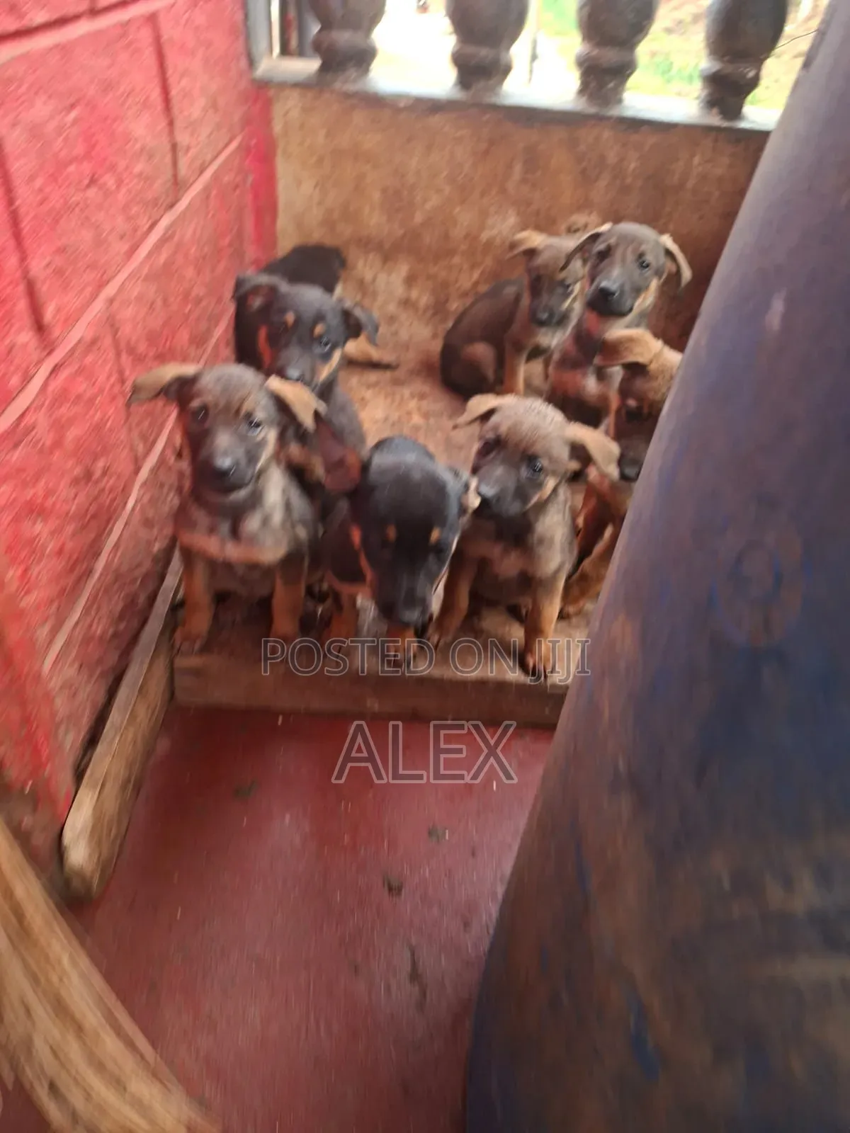 1-3 months Female Purebred Belgian Malinois
